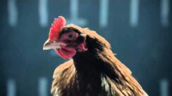 Jaguar vs Chicken | Funny Jaguar TV Commercial