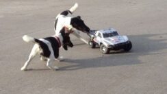 Dogs Attacking RC Car